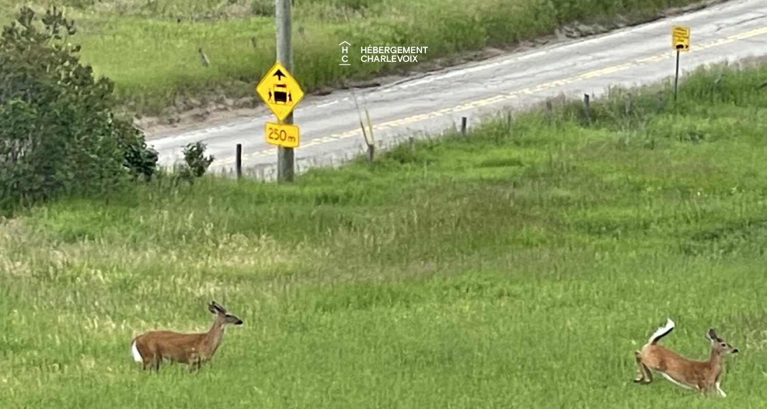 COE-130 - Aux portes du Parc national des Grands-Jardins
