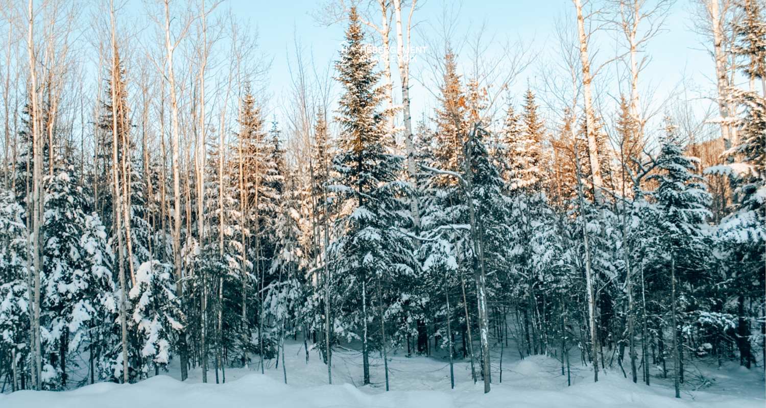 ROC-3 - Family cottage